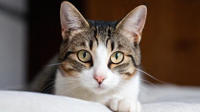 养猫真的会影响个人的运气吗？