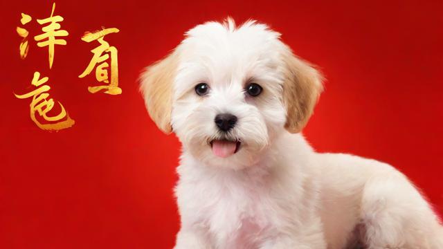 属狗的人在农历十月的运势如何？