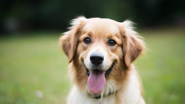狗狗的运气真的能决定它们的命运吗？