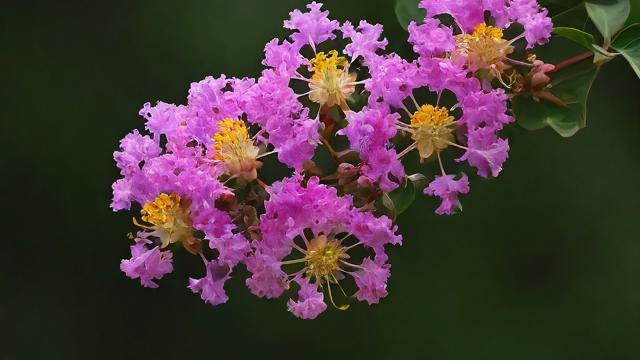 文艺风，紫薇看大限、运气，那命运的脉络究竟如何探寻？，紫薇之下，大限与运气交织，人生的走向能否明晰？，神秘风，紫薇探秘，大限和运气背后，隐藏着怎样不为人知的命运玄机？，紫薇之术，大限与运气，能否揭开命运的神秘面纱？，直白风，紫薇看大限和运气，到底准不准呀？，通过紫薇看大限、运气，真的能知晓人生运势吗？