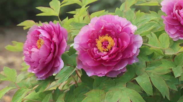 文艺风，究竟何种花能悄然旺运气，宛如时光里的神秘馈赠？，什么花是那隐匿于尘世、可悄然旺运气的诗意精灵？，哪一朵花，能在岁月长河中绽放出旺运气的奇妙芬芳？，俏皮风，嘿！啥花能像魔法小精灵一样旺运气呀？，哎呀，到底是哪种花会偷偷给咱带来旺运气的好运气嘞？，哟呵，什么花才是那个能旺运气的幸运小宝贝呀？，神秘风，什么花暗藏玄机，竟有旺运气的神秘力量？，探寻，究竟是何种神秘的花，能开启旺运气的奇妙之门？，谜题，什么花拥有不为人知的旺运气魔力？