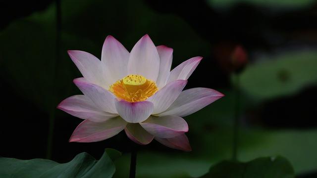 争运气花卉