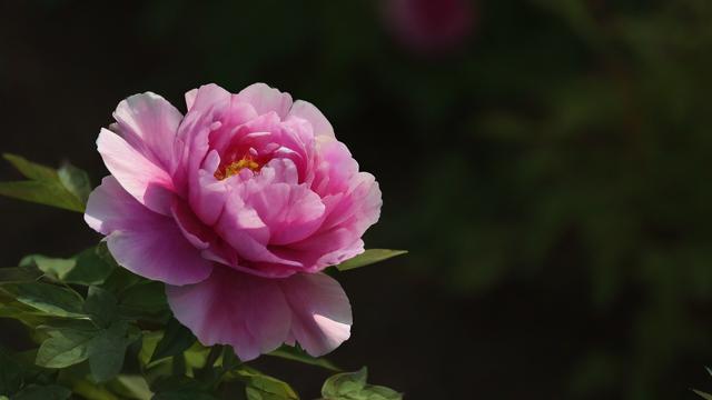 运气看花这篇文章究竟讲了什么？