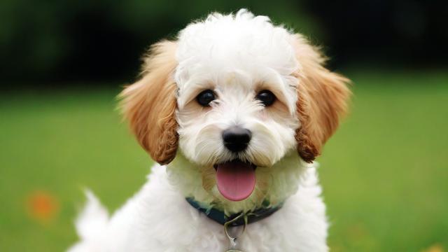 文艺风，属狗之人，哪几年运气如繁花盛绽？，属狗者，究竟在哪些年份里运气会奏响华章？，幽默风，嘿，属狗的！你知道自己在啥时候运气爆棚像开了挂吗？，属狗的小伙伴，快瞅瞅自己在哪几年运气能蹭蹭涨呀？，正式风，属狗人士在哪些年份运气较为顺遂？，关于属狗者运气较好的具体年份是哪些？