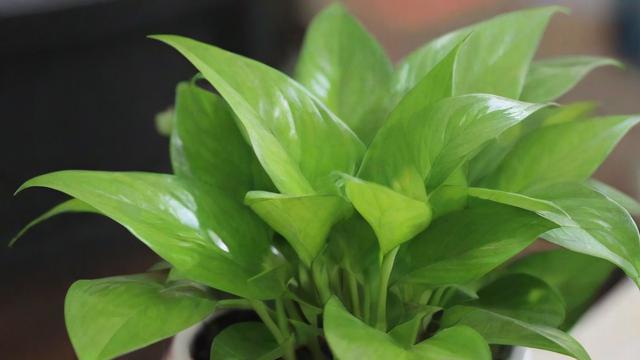 种植哪种植物能带来好运？