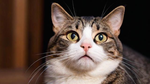 文艺风，猫，真会带来坏运气？那神秘传言背后藏何玄机，幽默风，猫会带来坏运气？难道猫咪是倒霉小精灵？，悬疑风，猫带来坏运气？这背后究竟有着怎样不为人知的秘密