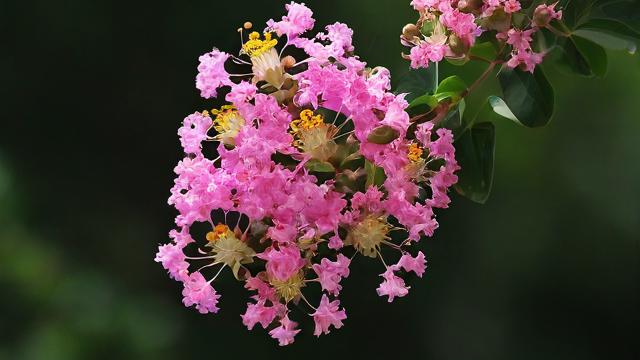 紫薇运气