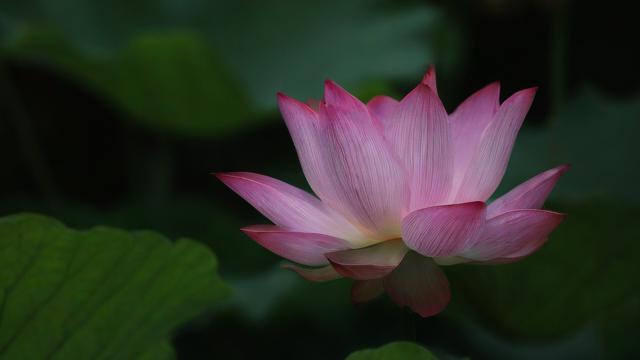 运气莲花，是偶然还是必然？