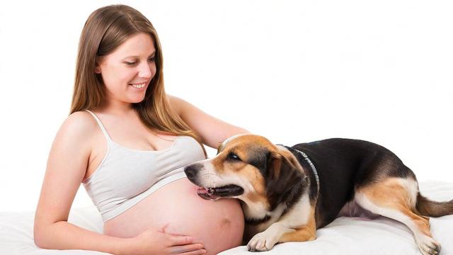孕妇梦见狗咬自己，这预示着什么？