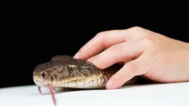 为何我会做梦梦到蛇咬手？