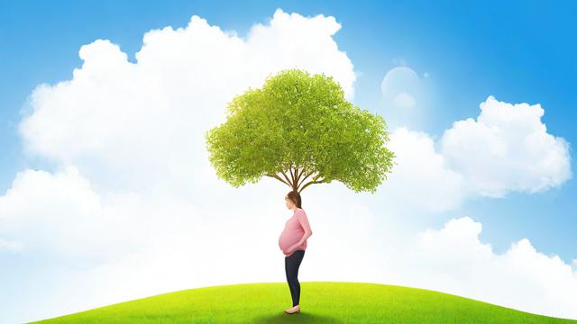 孕妇梦到种树，这预示着什么？