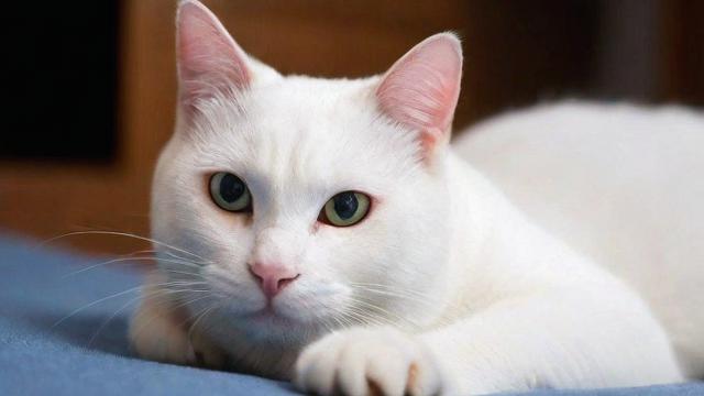 为何我会梦到被猫挠了？