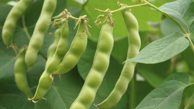为何我会梦到择豆角？