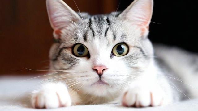 为何我会梦到被猫爪？梦境背后的心理暗示是什么？