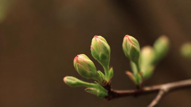 为何我会梦到花骨朵？