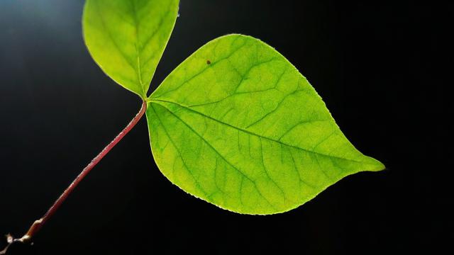 文艺风，梦到叶无，那飘落的诗意背后藏着何种深意？，梦到叶无的情境里，究竟蕴含着怎样的情感密码？，当梦境中出现叶无，那是大自然给予的何种神秘启示？，悬疑风，梦到叶无，这看似寻常的梦境背后是否隐藏着不为人知的秘密？，梦到叶无，难道是某种未知力量在梦境中的暗示？，为何会梦到叶无？这背后是否存在着尚未解开的谜团？，哲学风，梦到叶无，从哲学角度看，这一梦境现象反映了怎样的人类意识？，梦到叶无所引发的思考，梦境与现实之间的哲学关联何在？，当我们梦到叶无时，是否能从中探寻到关于存在本质的哲学线索？
