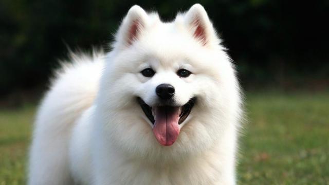 梦到哮天犬