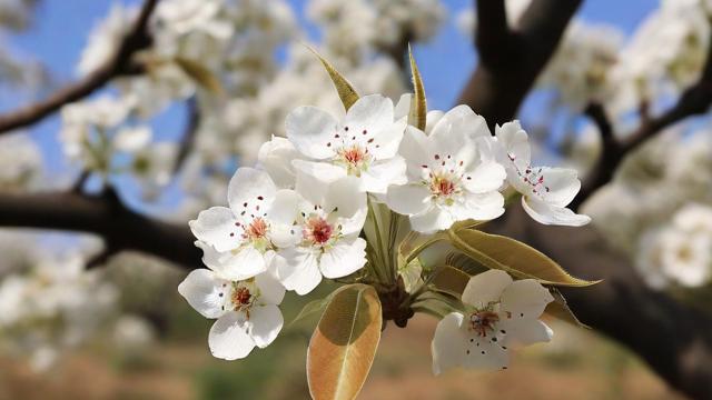 为何梦中会见到梨花树开满洁白的花朵？