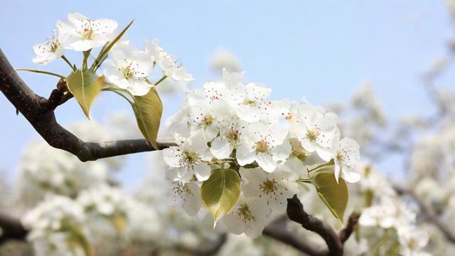 梦到梨花树开满梨花