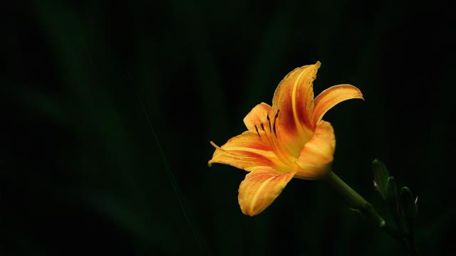 梦到一朵花