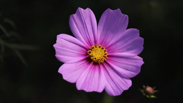 梦到一朵花