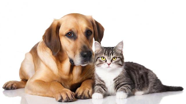 梦到狗和猫，这究竟预示着什么？