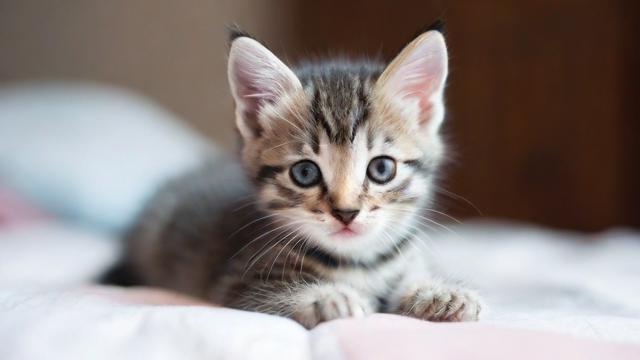 为何我会梦到小猫仔？