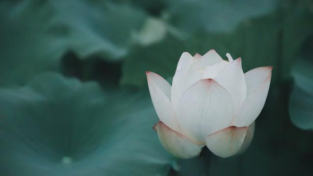 为何我会梦到挖藕？梦境背后有何深意？