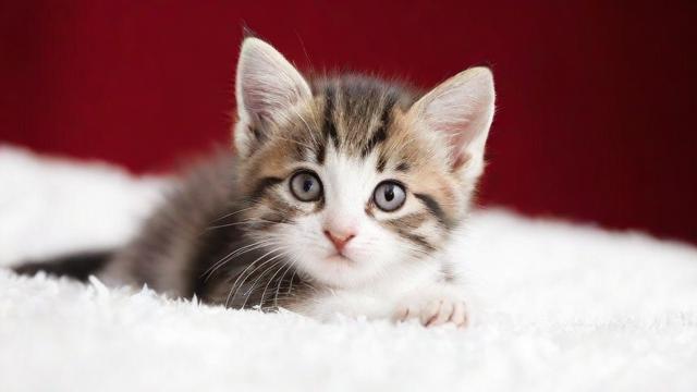 我为何会梦到一只小猫？