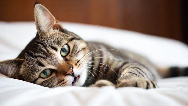 为何梦中的猫会让我吓醒？