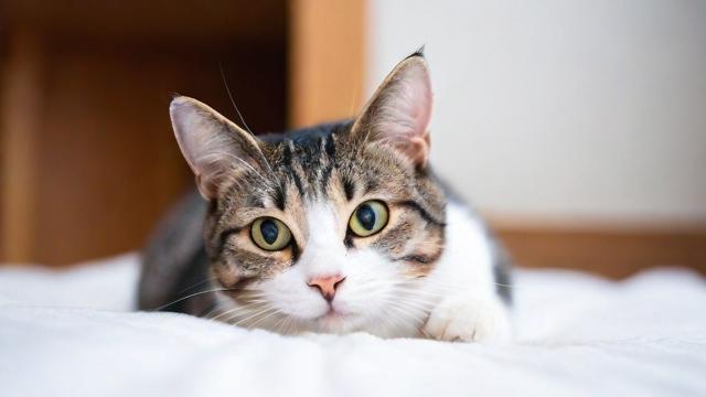 梦到很多猫是什么意思