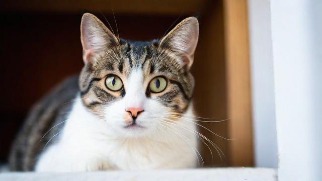 我为什么会梦到自己养的猫？