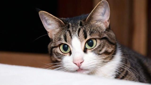 为何我会梦到被猫杀？梦境背后的深层含义是什么？