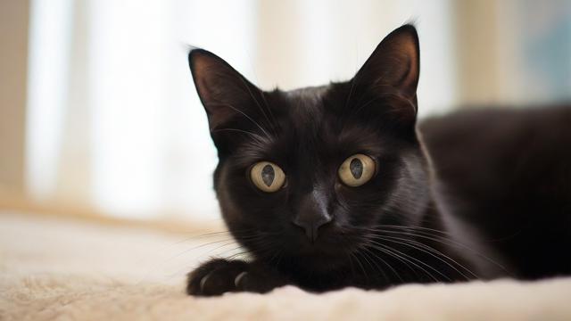 文艺风，梦到养黑猫，是命运的神秘暗示还是心底的幽微执念？，夜梦养黑猫，那潜藏于梦境深处的寓意究竟是什么？，好奇风，梦到养黑猫啦！这背后有没有什么特别的说法呀？，咦，梦到养黑猫，难道是生活中有啥特别的预兆？，悬念风，梦到养黑猫，这一奇异梦境究竟暗藏着怎样的玄机？，为何会梦到养黑猫？其中是否隐藏着不为人知的秘密？