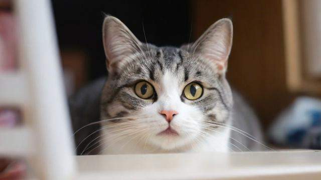 梦到买猫