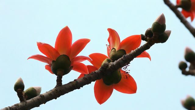 为何我会梦到木棉花？
