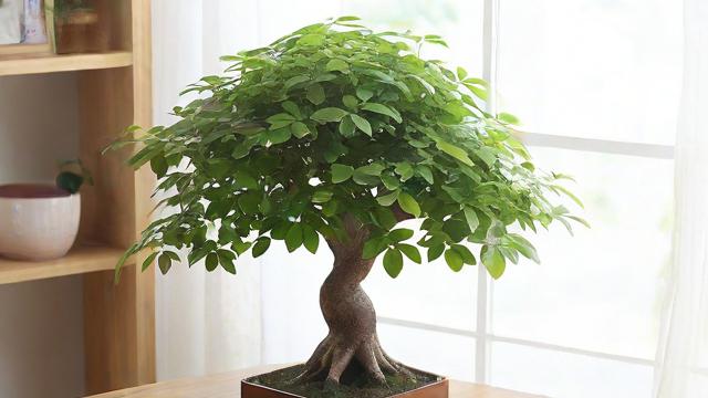 梦到发财树是什么征兆