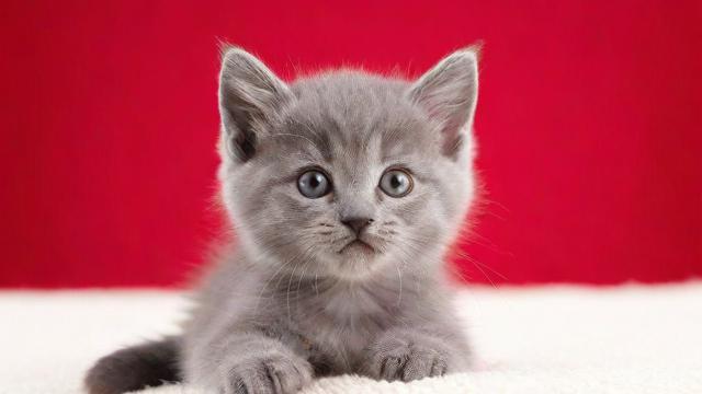 梦到小灰猫