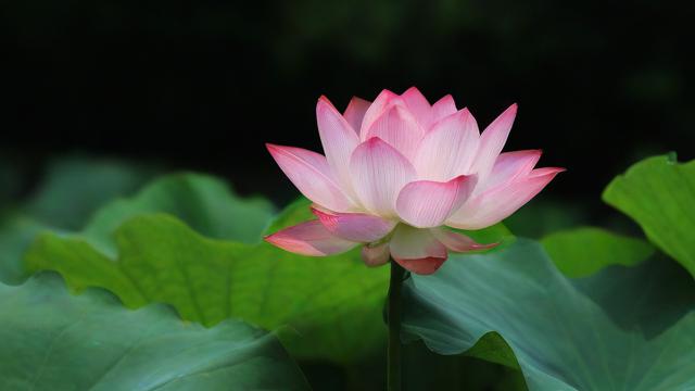 文艺风，梦到莲花池，是心灵深处何种隐秘的诗意召唤？，梦遇莲花池，那是潜意识里对哪般纯净的向往？，神秘风，梦到莲花池，是否预示着生活中即将有神秘转变？，夜梦莲花池，难道是冥冥中某种未知的启示？，情感风，梦到莲花池，是不是心底那份柔情在悄然作祟？，梦中现莲花池，难道是思念之人带来的特殊暗示？