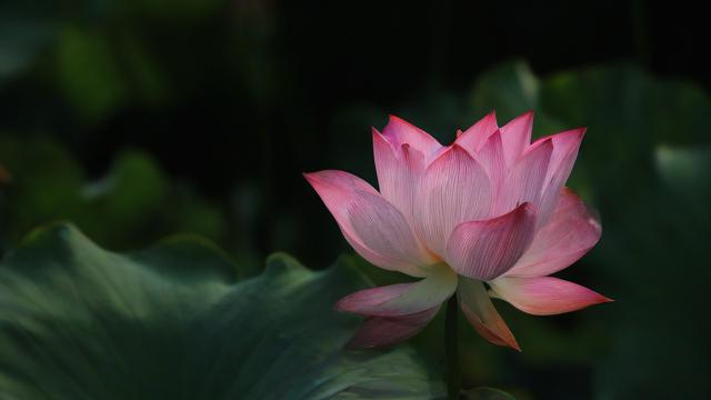 文艺风，梦到摘莲花，此乃何种神秘寓意？，夜梦摘莲花，是命运的悄然暗示吗？，偶览梦境中摘莲花之景，其背后深意何在？，好奇风，咦！梦到摘莲花了，这到底预示着啥呀？，哇塞，梦到摘莲花啦，这里面有啥玄机不？，嘿，梦到摘莲花是咋回事，难道有特别意义？，探究风，梦到摘莲花现象，究竟蕴含着怎样的心理学奥秘？，从梦境解析角度看，梦到摘莲花意味着什么？，对于梦到摘莲花这一梦境，我们该如何探寻其深层含义？