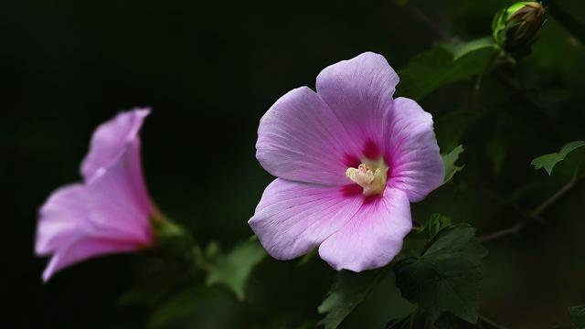 梦到花开究竟有何寓意？，梦到花开是什么意思呢？