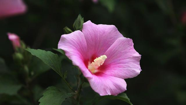梦到开花了