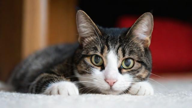 为什么梦里会有这么多猫突然来访我的家？