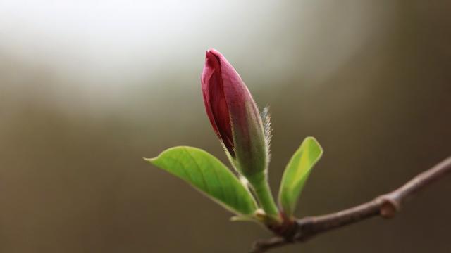 梦到花蕾
