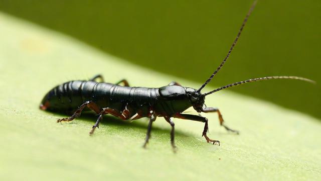 为什么我会梦到多脚虫？