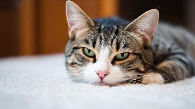 为何我会梦到猫要死了？