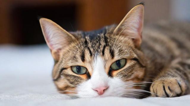 梦到猫要死了