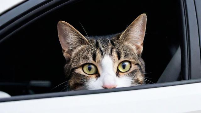 梦到猫被车压死