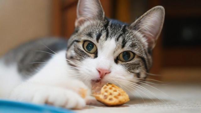 梦到喂猫