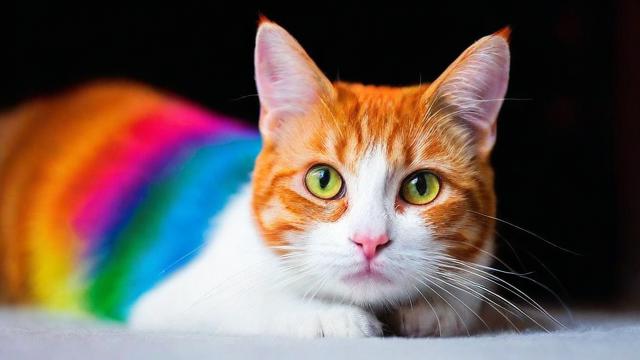 梦到彩色猫